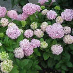 Vodaric Loznati