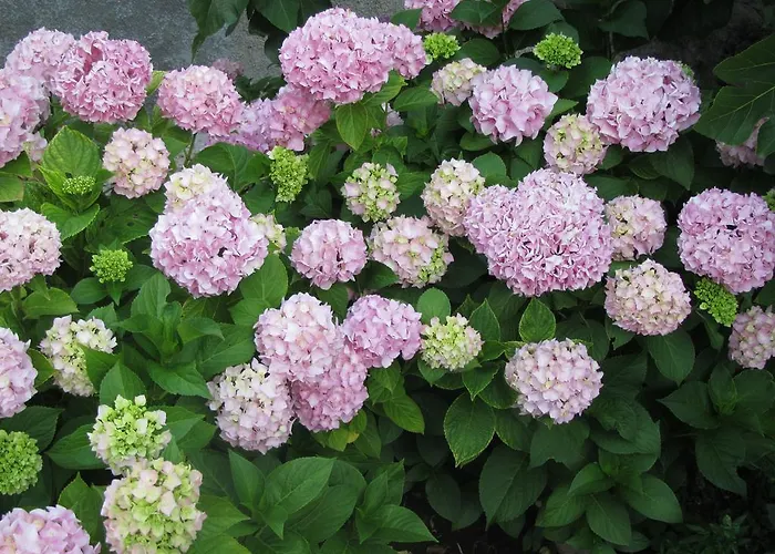 Vodaric Loznati